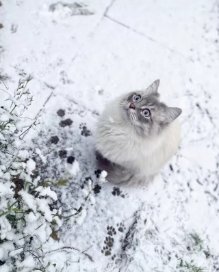 Illustration de l'article : 15 photos capturant le bonheur des chats lors de leur première rencontre avec la neige