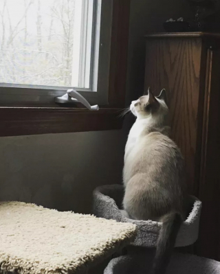 Illustration de l'article : 15 photos capturant le bonheur des chats lors de leur première rencontre avec la neige