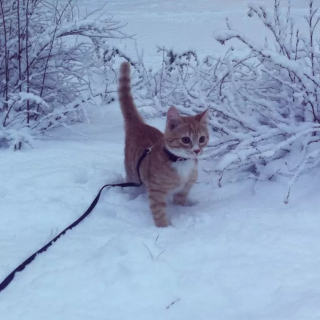 Illustration de l'article : 15 photos capturant le bonheur des chats lors de leur première rencontre avec la neige