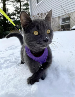 Illustration de l'article : 15 photos capturant le bonheur des chats lors de leur première rencontre avec la neige