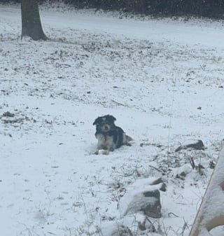 Illustration de l'article : Un chiot heurté par une voiture reste coincé dans sa calandre sur 10 km