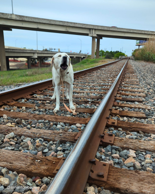 Illustration de l'article : Le sauvetage angoissant d’un Labrador coincé sur une voie ferrée tandis qu’un train approche