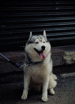 Illustration de l'article : De nombreuses questions en suspens concernant un Husky retrouvé le lendemain de sa fugue à 300 kilomètres de chez lui