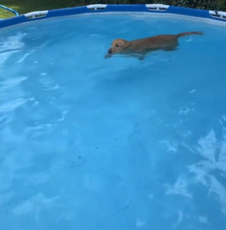 Illustration de l'article : Depuis qu’il a compris qu’il pouvait nager, ce Golden Retriever refuse de sortir de l’eau (vidéo)