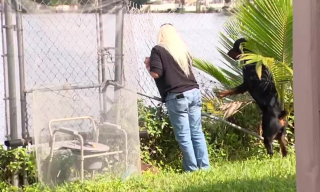 Illustration de l'article : Une femme prend courageusement la défense de son Rottweiler attaqué par un alligator affamé
