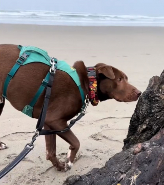 Illustration de l'article : Une jeune femme emmène son chien voir la mer pour la première fois et son adorable réaction fait fondre le cœur des internautes (vidéo)
