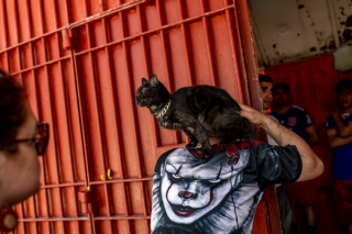 Illustration de l'article : Dans cette prison surpeuplée, les détenus trouvent du réconfort auprès de centaines de chats errants