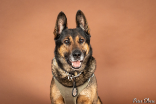 Illustration de l'article : Après une belle carrière, un chien policier prend sa retraite avec panache