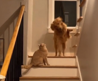 Illustration de l'article : La vidéo de ce Golden Retriever qui imite le comportement de son frère chat a réjoui de nombreux internautes (vidéo)