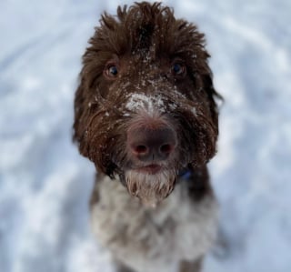 Illustration de l'article : Le récit insolite d'un chien dont l'encas assez spécial a coûté cher à ses maîtres