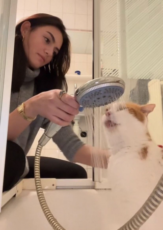 Illustration de l'article : Willem, un chat âgé, développe une affinité inattendue avec l’eau après son adoption dans un refuge (vidéo)