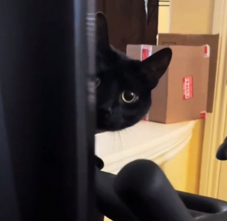 Illustration de l'article : La vidéo de ce chat suspicieux gardant un œil sur les invités de la maison amuse beaucoup les internautes (vidéo)