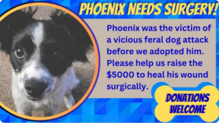 Illustration de l'article : Elle adopte un chien brisé et le renomme Phoenix en espérant le voir renaître de ses cendres
