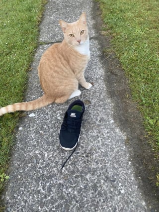 Illustration de l'article : Un chat cleptomane a pris la mauvaise habitude de voler les chaussures des habitants de son quartier