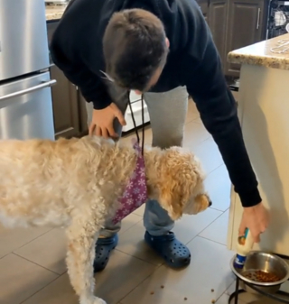 Illustration de l'article : Cette chienne séniore refuse de manger ses croquettes tant que l'ingrédient magique n'y a pas été ajouté (vidéo)