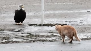 Illustration de l'article : Le face-à-face tendu entre un chat et un aigle maintient les internautes en haleine (vidéo)