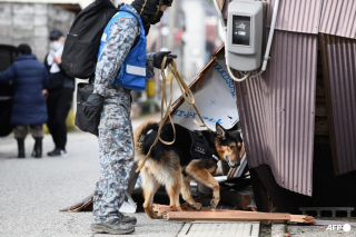 Illustration de l'article : Après le séisme au Japon, Elsa, une chienne de sauvetage, aide les secouristes à trouver des survivants