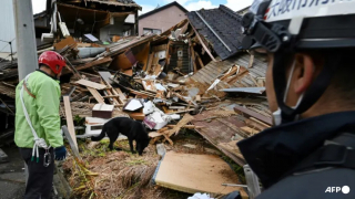 Illustration de l'article : Après le séisme au Japon, Elsa, une chienne de sauvetage, aide les secouristes à trouver des survivants