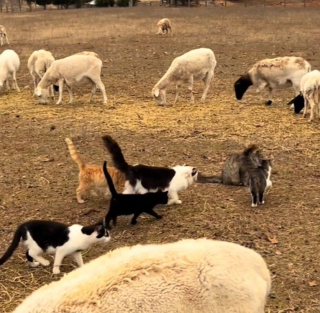 Illustration de l'article : Dans cette ferme, des chats aident à garder les moutons et leur vidéo obsède les internautes