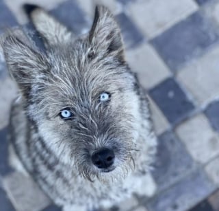 Illustration de l'article : 8 photos de chats et de chiens, qui déclencheront forcément une émotion en vous