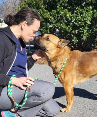 Illustration de l'article : Un chien perd une patte après une blessure par balle mais espère trouver la personne qui lui fera oublier ce traumatisme