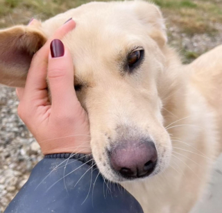 Illustration de l'article : Coco, une chienne rescapée de Roumanie, ne peut contenir sa joie lorsqu’elle reçoit son tout premier cadeau (vidéo)