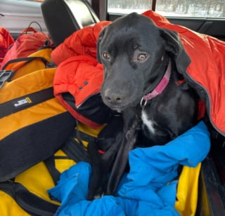 Illustration de l'article : Une chienne coincée sous une falaise après une chute de 20 mètres doit aussi survivre à une nuit glaciale