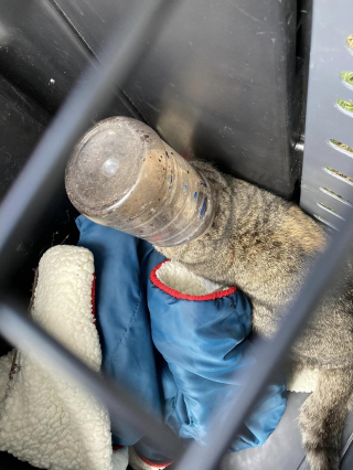 Illustration de l'article : Cette chatte avec la tête coincée dans un bocal a poussé dans ses retranchements le spécialiste du sauvetage animalier appelé à la rescousse