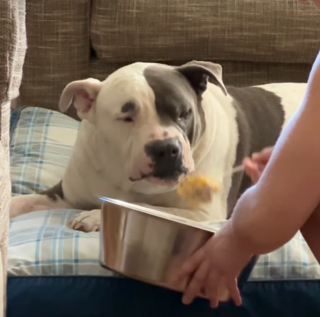 Illustration de l'article : Ce chien "trop raffiné" pour manger dans sa gamelle préfère être nourri comme un humain (vidéo)