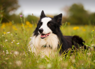 Illustration de l'article : Les 10 races de chiens qui seraient le plus souvent malades en voiture