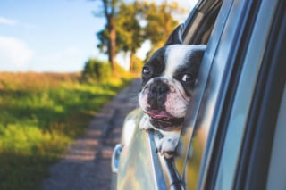 Illustration de l'article : Les 10 races de chiens qui seraient le plus souvent malades en voiture