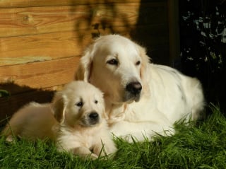 Illustration de l'article : Les 10 races de chiens qui seraient le plus souvent malades en voiture