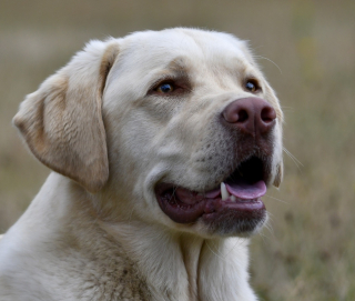 Illustration de l'article : Les 10 races de chiens qui seraient le plus souvent malades en voiture