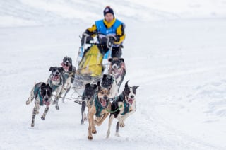 Illustration de l'article : Le coup d'envoi de la course de chiens de traîneaux La Grande Odyssée VVF 2024 donné à Megève dans une ambiance festive