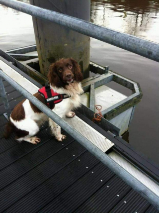 Illustration de l'article : Découvrez Barra, le seul chien renifleur sous-marin d’Écosse ayant passé plus de 10 ans de sa vie à repérer les victimes d'une rivière