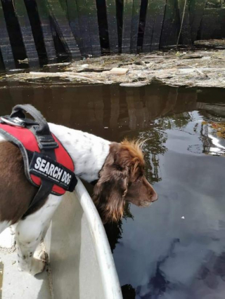 Illustration de l'article : Découvrez Barra, le seul chien renifleur sous-marin d’Écosse ayant passé plus de 10 ans de sa vie à repérer les victimes d'une rivière