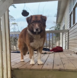 Illustration de l'article : Une chienne loyale attend ses maîtres devant sa maison sans comprendre qu’ils ont déménagé sans elle