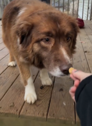 Illustration de l'article : Une chienne loyale attend ses maîtres devant sa maison sans comprendre qu’ils ont déménagé sans elle