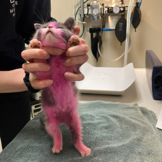 Illustration de l'article : Teint en rose et couvert de produits chimiques toxiques par sa maîtresse, ce chaton a failli perdre la vie, mais a obtenu justice