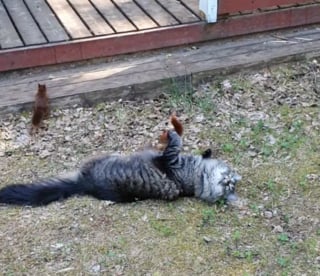 Illustration de l'article : Un chat balaie ses instincts d'un revers de la patte en voyant des écureuils s'approcher de lui en toute confiance (vidéo)