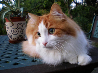 Le caractère du chat roux, ce félin flamboyant !