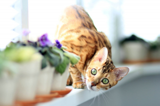 Illustration de l'article : Les 8 plus belles races de chats au pelage roux