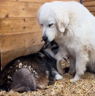 Illustration de l'article : Pleine d’empathie, cette gentille chienne de ferme protège une chèvre à 3 pattes après son opération (vidéo)