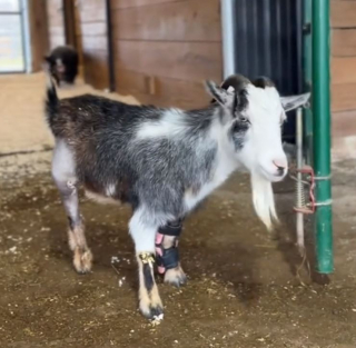 Illustration de l'article : Pleine d’empathie, cette gentille chienne de ferme protège une chèvre à 3 pattes après son opération (vidéo)