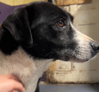 Illustration de l'article : L’espoir des sauveteurs lorsqu’un chien extrêmement traumatisé par les humains se laisse caresser (vidéo)