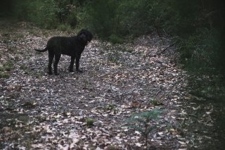 Illustration de l'article : Ce 6eme sens inexpliqué des chiens qui les rend capables de retrouver leur maître à des kilomètres 