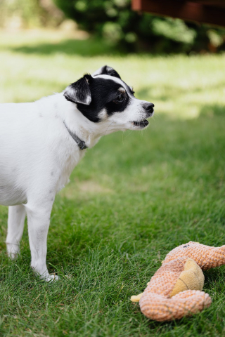 Illustration de l'article : Une femme consternée par l’attitude « immature » de son voisin, qui fait aboyer volontairement son chien