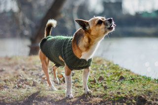 Illustration de l'article : Une femme consternée par l’attitude « immature » de son voisin, qui fait aboyer volontairement son chien