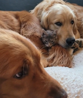 Illustration de l'article : 2 Golden Retrievers protecteurs se disputent la garde du nouveau chaton de la famille dans une vidéo attendrissante