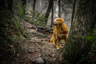 Illustration de l'article : Les aboiements d'un chien relancent les espoirs de sauvetage de sa maîtresse blessée et perdue en montagne